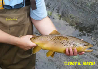 Hold Over Brown Trout Big Spring Creek Newville Pa. Limestone Spring Creek